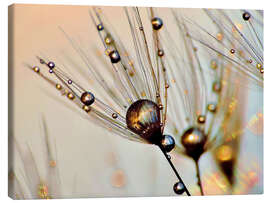 Canvas print Dandelion dewdrops in the sunlight - Julia Delgado