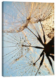 Canvas print Look at dandelion from below - Julia Delgado