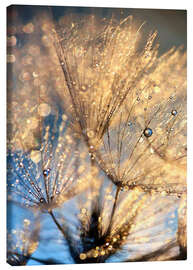 Canvas print Dandelion at the blue hour - Julia Delgado