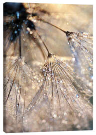 Canvas print Dew on a dandelion - Julia Delgado