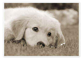 Stampa Cucciolo di Golden Retriever, bianco e nero - Katho Menden