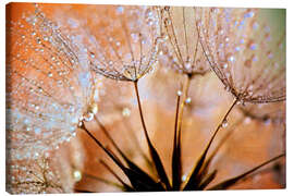 Canvas print Dandelion orange light - Julia Delgado