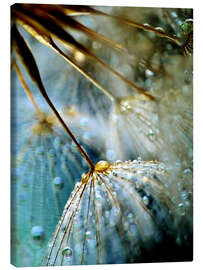 Canvas print Dandelion Mystik - Julia Delgado