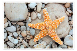 Taulu Starfish on a beach - Tony Craddock