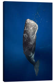 Canvas print sperm whale - Barathieu Gabriel