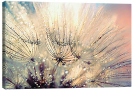 Canvas print Dandelion Sunset - Julia Delgado