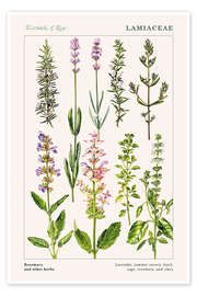 Tableau Rosemary and other herbs - Elizabeth Rice