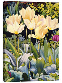 Canvas print Pale tulips - Christopher Ryland