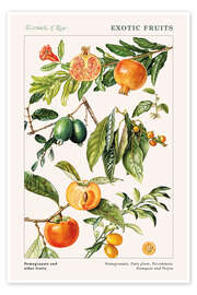 Tableau Pomegranate and other fruits - Elizabeth Rice