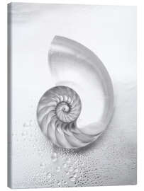 Canvas print Nautilus shell - Kate &amp; Tom Turning &amp; Gibson