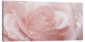 Canvas print Rose with drops - Atteloi