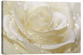 Canvas print White rose with drops - Atteloi