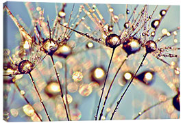 Canvas print Pusteblume   Raindrops on seeds - Julia Delgado