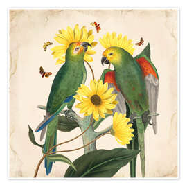 Stampa Oh My Parrot II - Mandy Reinmuth