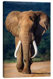 Canvas print Elephant bull portrait - Johan Swanepoel