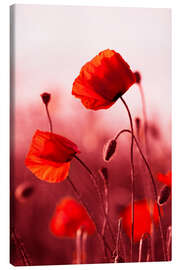 Canvas print Poppies at Sunset