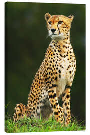 Canvas print Portrait of an African Cheetah