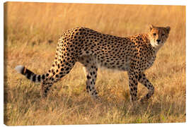 Canvas print Cheetah looking for its prey