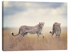 Canvas print Cheetahs on the hunt