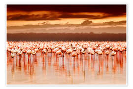 Poster Flamingos at sunset