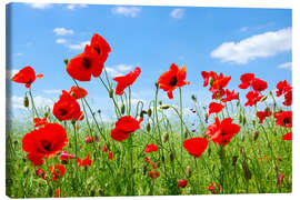 Canvas print Red poppies in green field