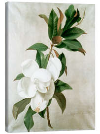 Leinwandbild Magnolie - Adolf Senff