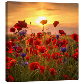 Canvas print Poppy field - Steffen Gierok