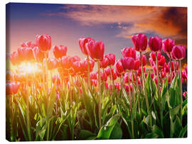 Canvas print Tulip field in the evening light