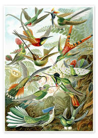 Poster Kolibris, Trochilidae (Kunstformen der Natur, 1899) - Ernst Haeckel