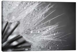 Canvas print Dandelion with water drops