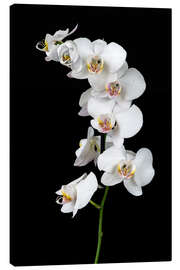 Canvas print White orchid on a black background