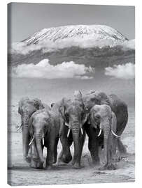 Canvas print Elephant herd at Kilimanjaro