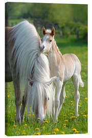 Canvas print Haflinger horse foal beside its mother - Katho Menden