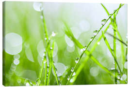 Canvas print Grass dew