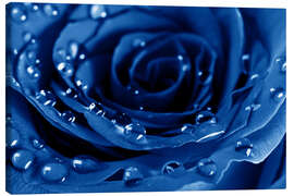 Canvas print Blue Roses with Water Drops