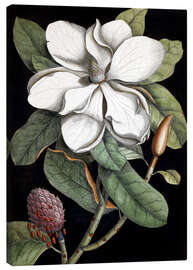 Leinwandbild Magnolie - Mark Catesby