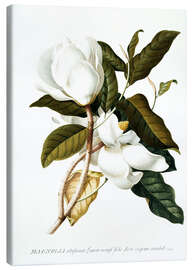 Leinwandbild Magnolie (Magnolia) - Georg Dionysius Ehret