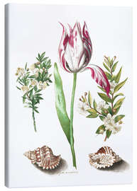 Canvas print Tulip with two myrtle branches and two shells - Maria Sibylla Merian