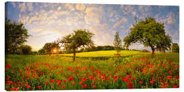 Canvas print Poppy meadow at sunset - Michael Rucker