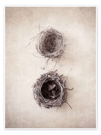 Stampa Bird's Nest IV - Debra Van Swearingen