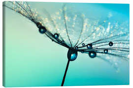 Canvas print Dandelion umbrella turquoise with morning dew - Julia Delgado