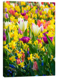 Canvas print Multi-colored flowers in spring - Terry Eggers