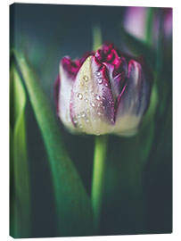 Canvas print Tulip with water drops - Lena Steiner