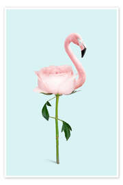 Poster Flamingo-Rose - Jonas Loose