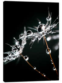 Canvas print Pusteblumeschirmchen with water drops - Julia Delgado