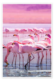 Poster Flamingos in Pink - Jan Schuler