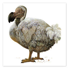 Wall print Raphus cucullatus, dodo bird - Photo Researchers