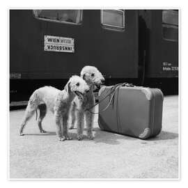 Wall print Bedlington Terrier - Andy Bernhaut