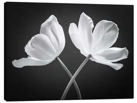 Canvas print Two white tulips - Assaf Frank