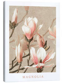 Leinwandbild Magnolia - Vintage Educational Collection